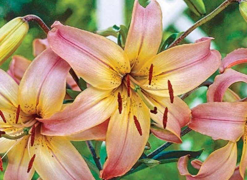 Lily Intoxication in Cats